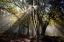 Picture of TREES 17