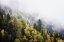 Picture of TREES 23