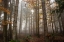 Picture of TREES 3
