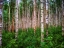 Picture of TREES 4