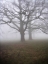 Picture of TREES 40