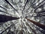 Picture of TREES 48