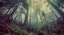 Picture of TREES 51