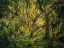 Picture of TREES 53 PAINTED