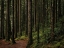 Picture of TREES 56