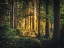 Picture of TREES 61