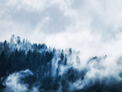 Picture of TREES 62