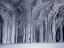 Picture of TREES 65