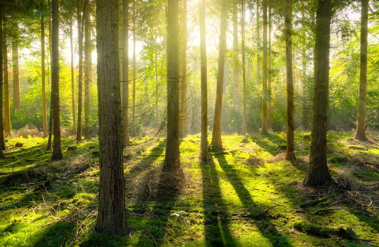 Picture of TREES 81