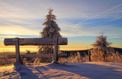 Picture of TREES AND BENCH 1