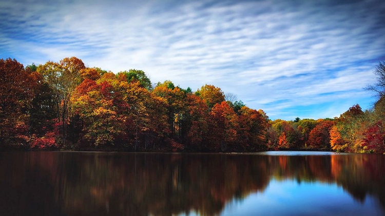 Picture of TREES AND WATER 5