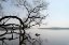 Picture of TREES AND WATER 7