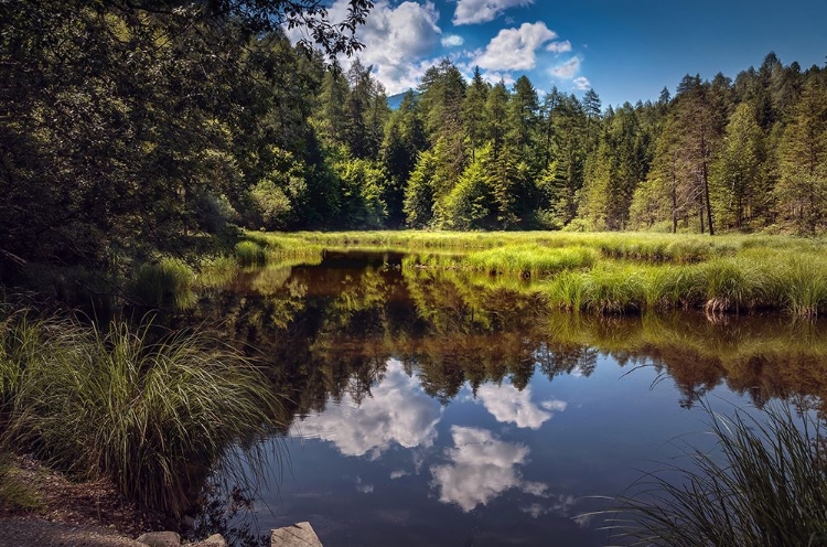 Picture of TREES AND WATER 8