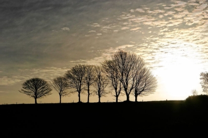Picture of TREES EVENING