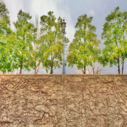 Picture of VINE WALL AND TREES
