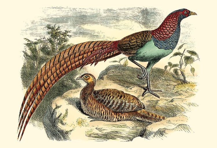 Picture of PHEASANT VARIETIES VII