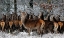Picture of WILDLIFE 11