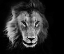 Picture of WILDLIFE 12