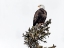 Picture of WILDLIFE 15