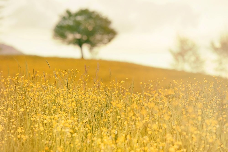 Picture of YELLOW MEADOW