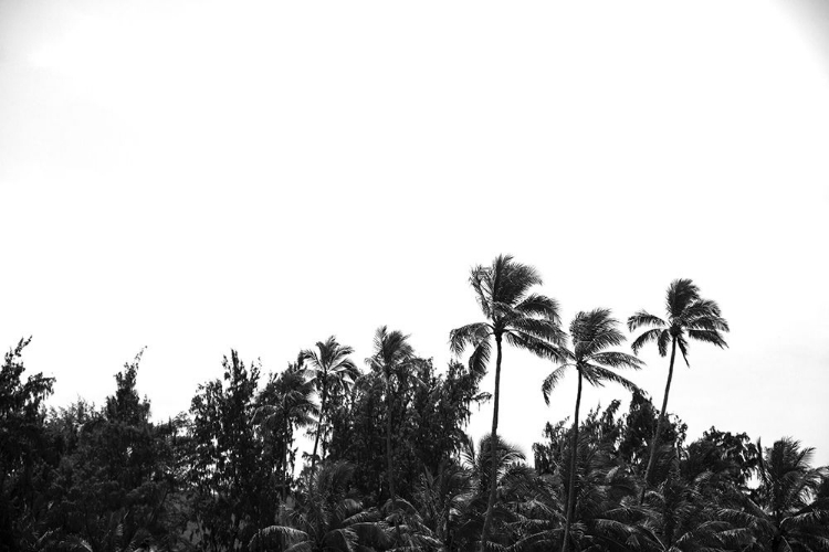 Picture of LANIKAI PALMS