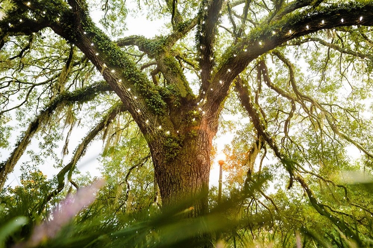 Picture of LIVE OAK DANCE