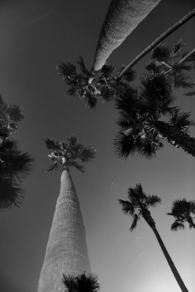 Picture of MONOCHROME PALMS