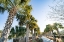 Picture of PALM WALK