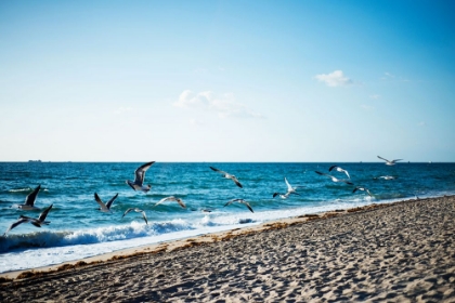 Picture of SEAGULLS