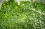 Picture of BROCCOLI BATH
