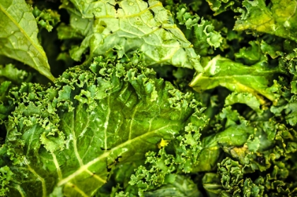 Picture of KALE UP CLOSE