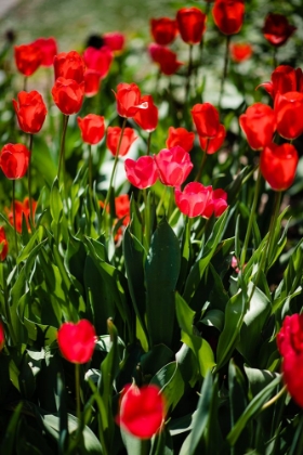 Picture of TULIPS 