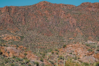 Picture of CACTUS MOUNTAIN 3