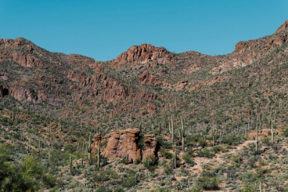 Picture of CACTUS MOUNTAIN 4