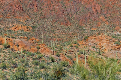 Picture of CACTUS MOUNTAIN 6