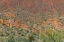 Picture of CACTUS MOUNTAIN 6