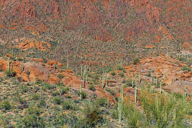 Picture of CACTUS MOUNTAIN 6