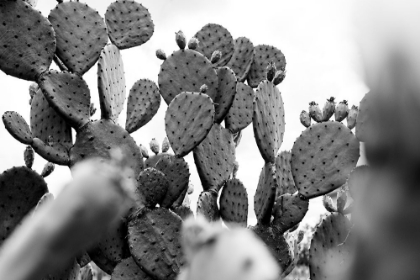 Picture of CAROLINA CACTUS