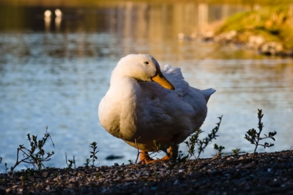Picture of DUCK OF LAKE ELLA 
