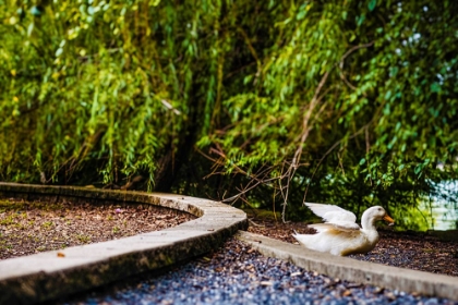 Picture of DUCK OF LAKE ELLA 2