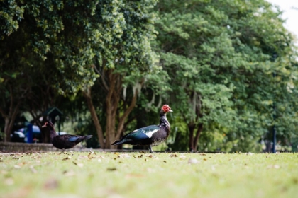 Picture of DUCK OF LAKE ELLA 4