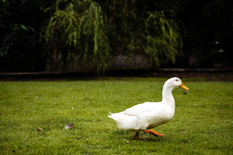 Picture of DUCK OF LAKE ELLA 5