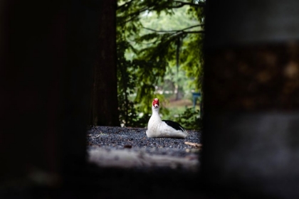 Picture of DUCK OF LAKE ELLA 6