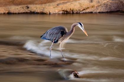 Picture of THE BIRD