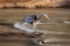Picture of THE BIRD