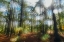 Picture of BLURRY FOREST 
