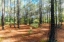 Picture of BLURRY FOREST 2