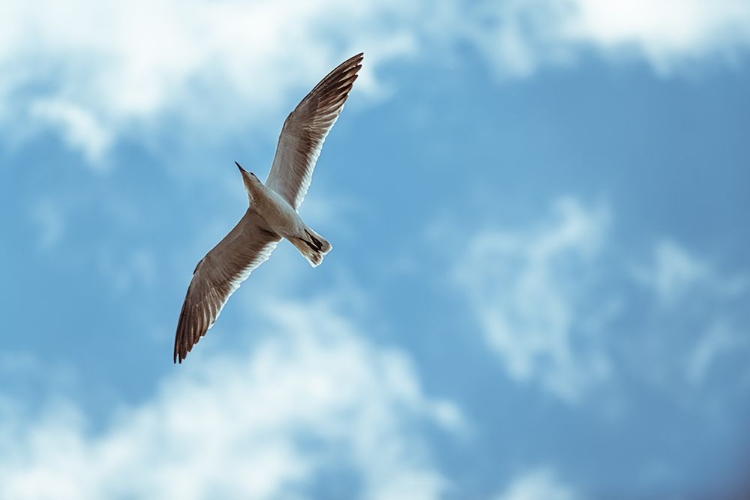 Picture of FLIGHT