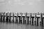 Picture of SEAGULL HANGOUT