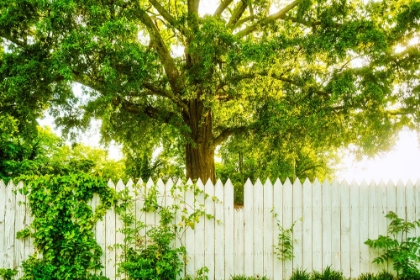 Picture of WHITE PICKETT FENCE